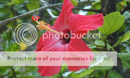 Cayeno Cayeno - Hibiscus rosa sinensis