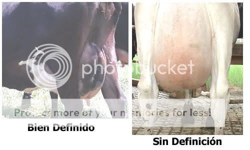 Tipos de ligamentos suspensores Tipos de ligamento suspensor