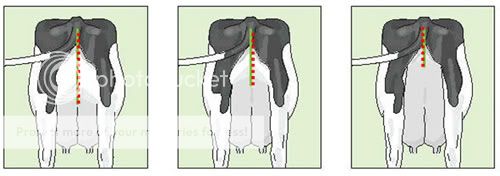 Inserción posterior de la ubre Evaluación lineal - Inserción posterior de la ubre