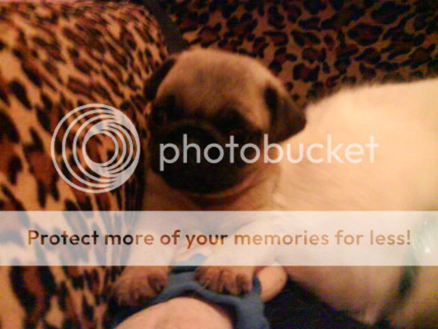 DSC005541.jpg?t=1229719931