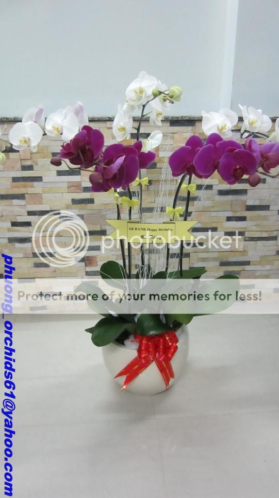 Hoa Lan Hồ Điệp Rực Rở Mùa Xuân - Giá Sỉ/Lẻ Cực Tốt