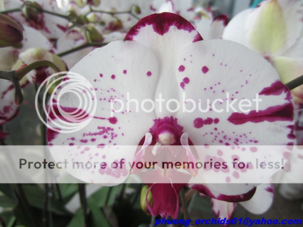 Hoa Lan Hồ Điệp Rực Rở Mùa Xuân - Giá Sỉ/Lẻ Cực Tốt - 10