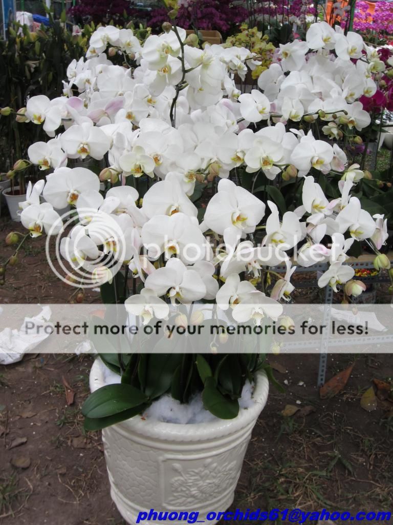 Hoa Lan Hồ Điệp Rực Rở Mùa Xuân - Giá Sỉ/Lẻ Cực Tốt - 16