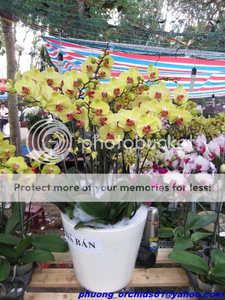 Hoa Lan Hồ Điệp Rực Rở Mùa Xuân - Giá Sỉ/Lẻ Cực Tốt - 15