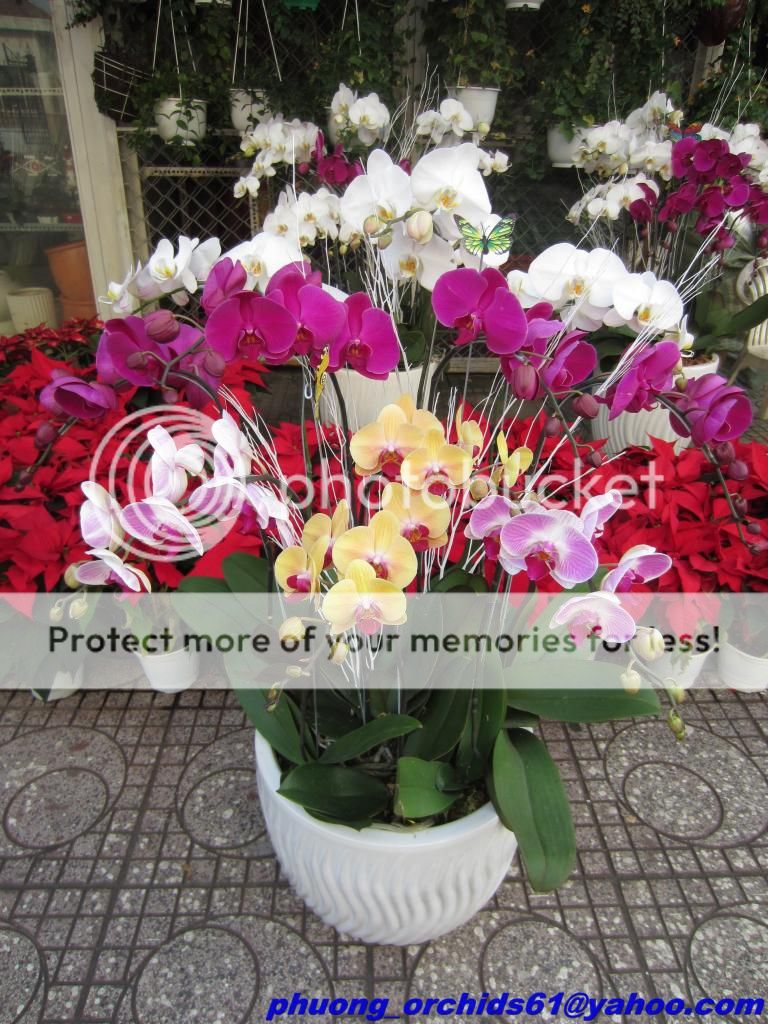 Hoa Lan Hồ Điệp Rực Rở Mùa Xuân - Giá Sỉ/Lẻ Cực Tốt - 14