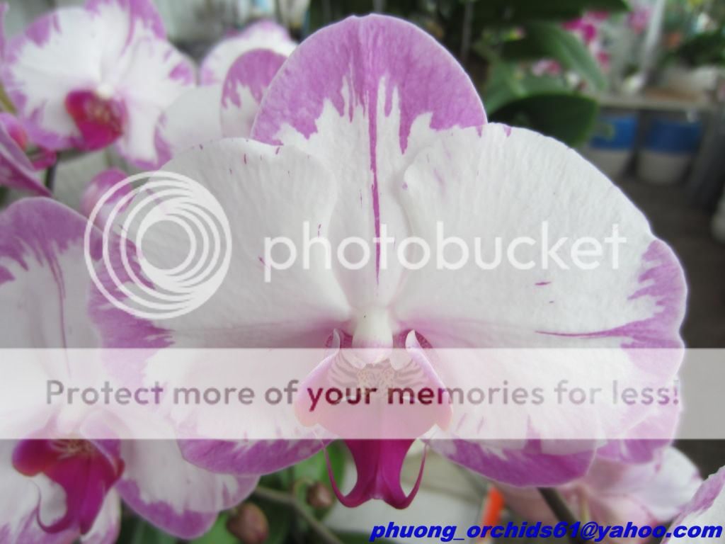 Hoa Lan Hồ Điệp Rực Rở Mùa Xuân - Giá Sỉ/Lẻ Cực Tốt - 5