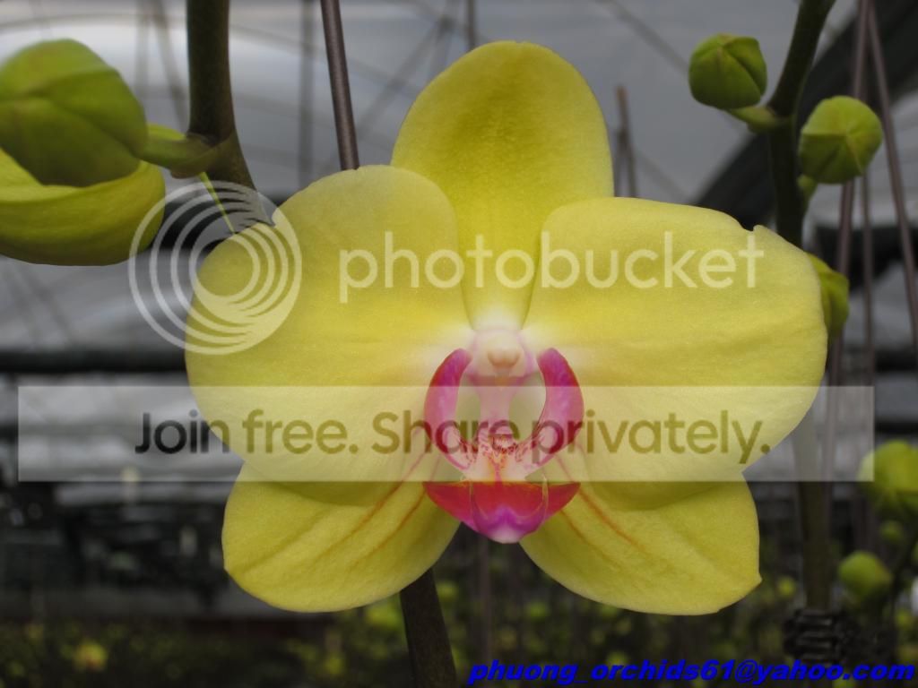 Hoa Lan Hồ Điệp Rực Rở Mùa Xuân - Giá Sỉ/Lẻ Cực Tốt - 2