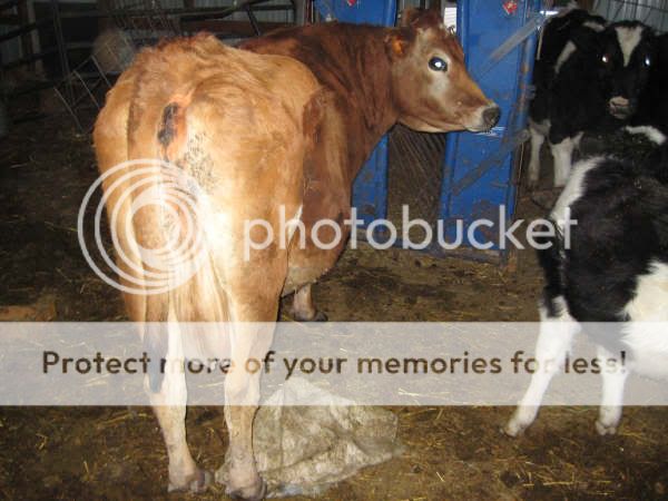 help/opinions - Cattle