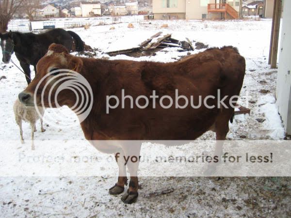 help/opinions - Cattle