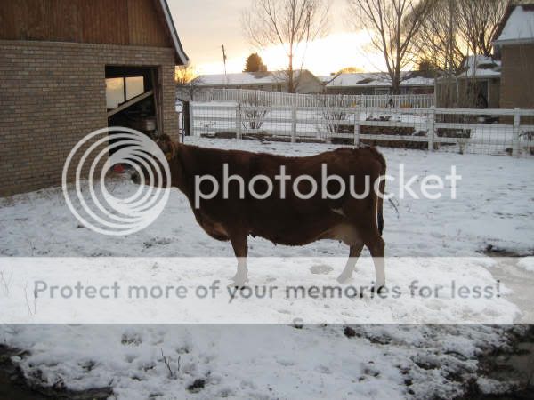 help/opinions - Cattle