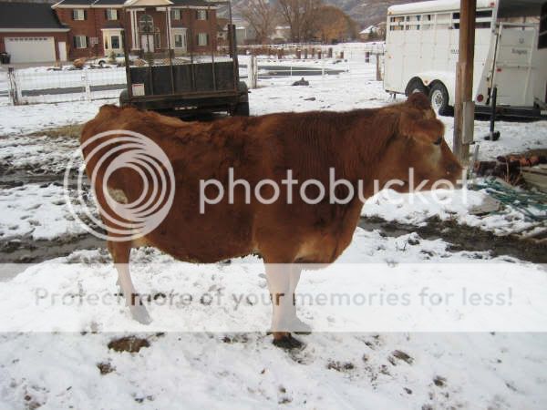 help/opinions - Cattle