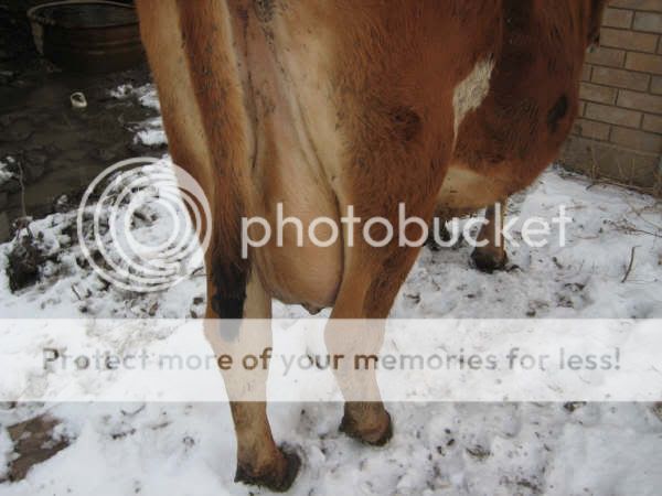 help/opinions - Cattle