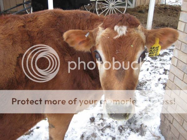 help/opinions - Cattle