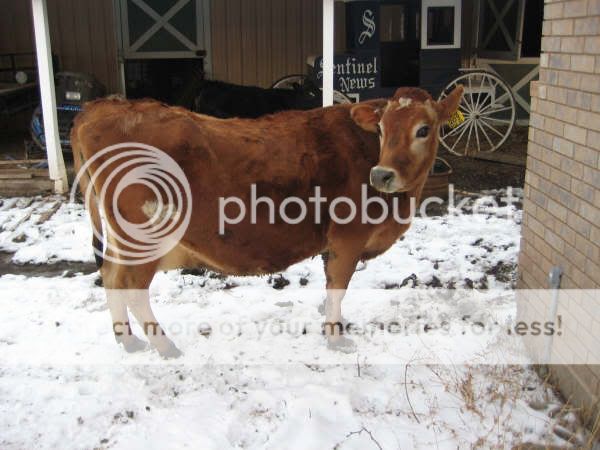 help/opinions - Cattle