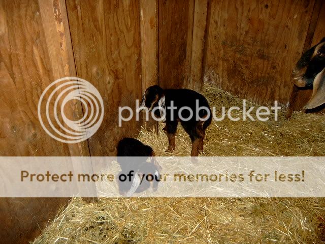 Our twin bucklings - Goats