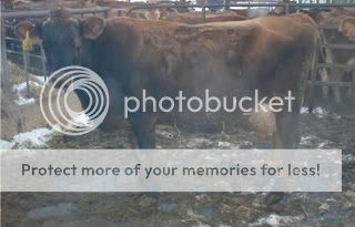 One eyed cow? - Cattle