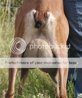 Purebred Nubian Buck for sale in Wyoming - Goats