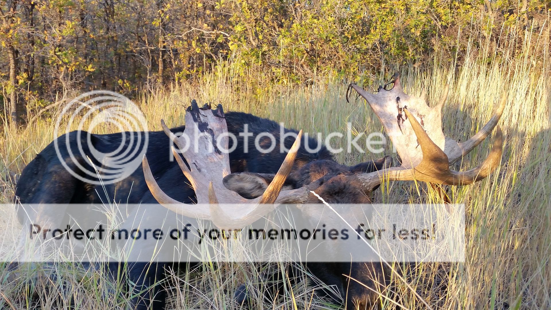 Moose hunt Utah Wildlife Forum